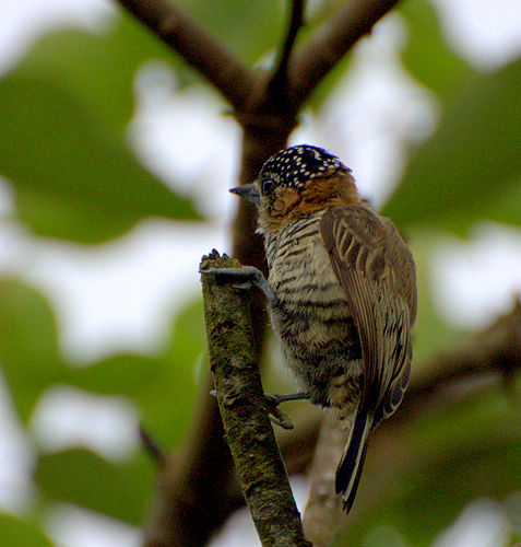 Ochre-collared piculet